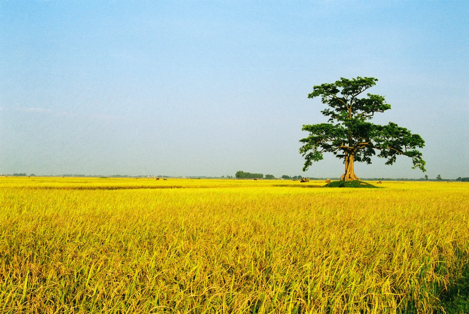 A lone tree stands amid a golden ripe rice paddy under clear blue sky near Hanoi.