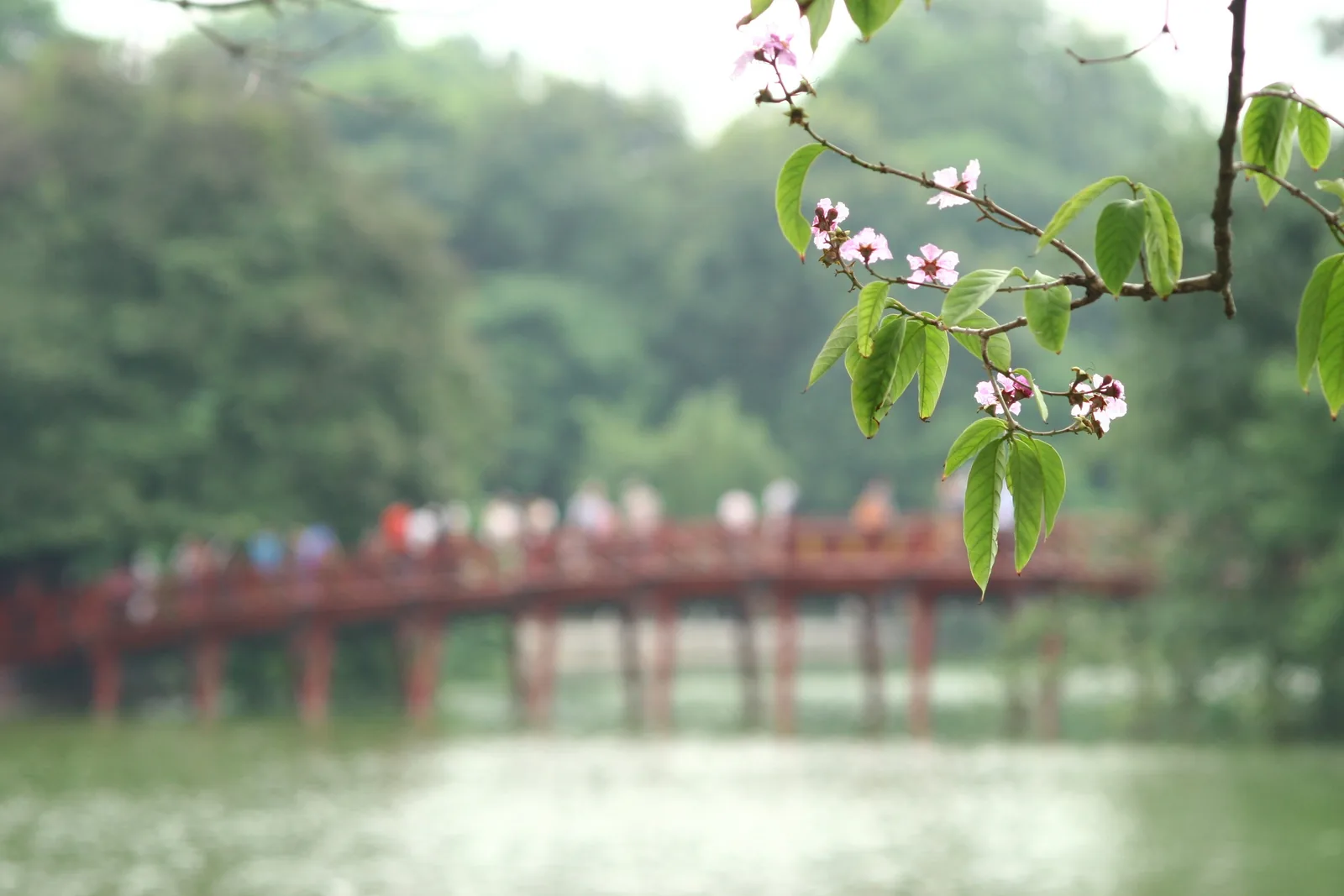 Blossoming branch frames the red wooden Huc Bridge over Hoan Kiem Lake in Hanoi.