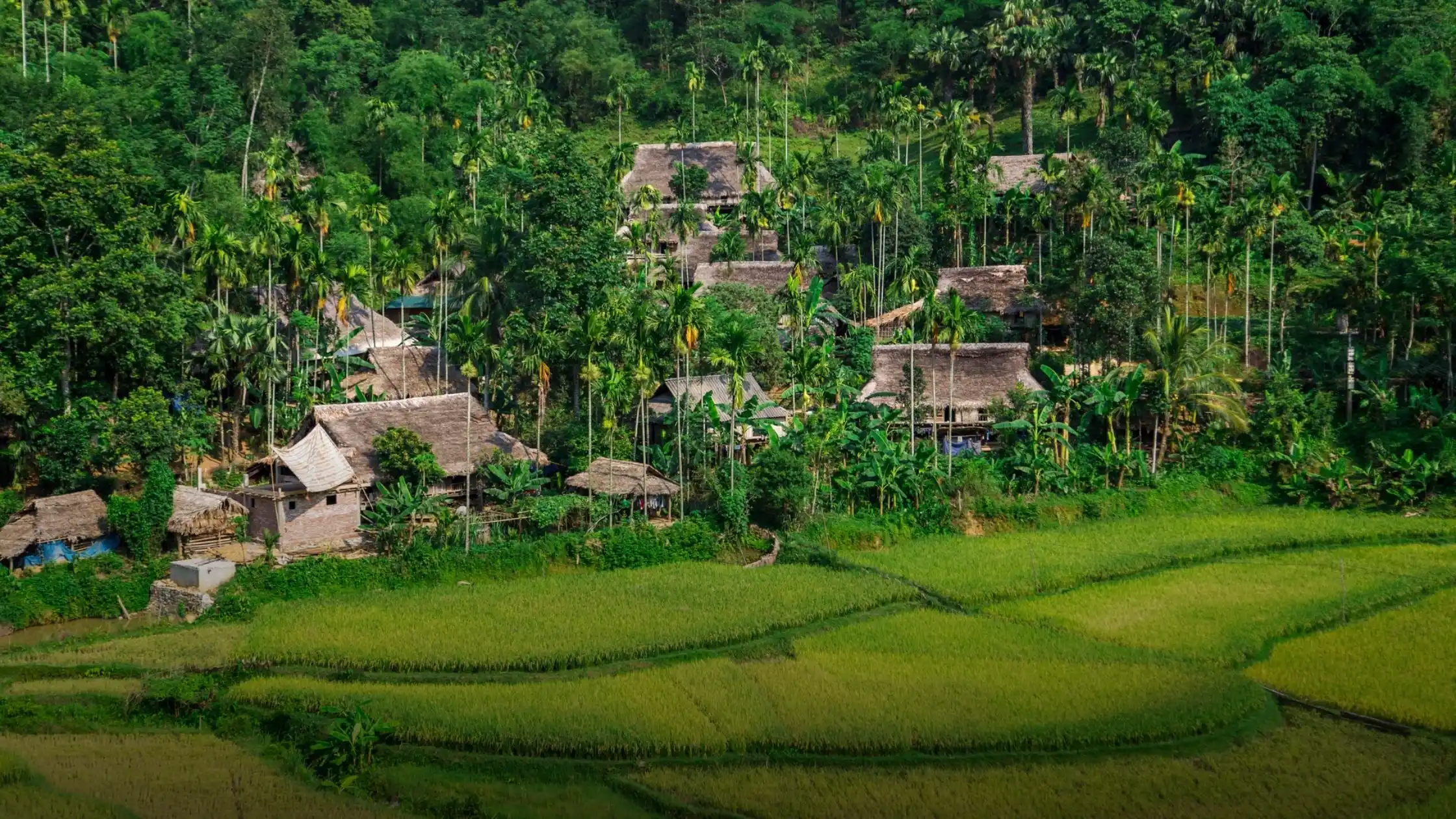 Rice terraces and stilt houses in the Pu Luong nature reserve