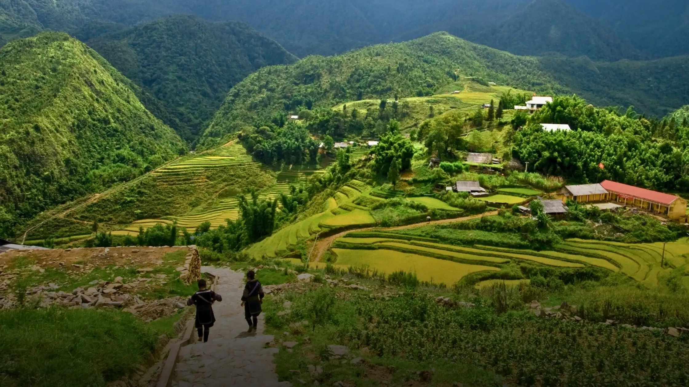 Terraced rice fields stepping down a valley near Sapa