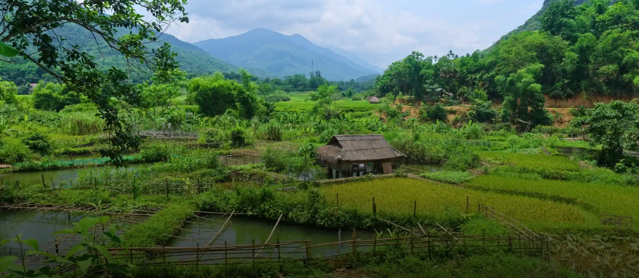 Green rice terraces stepping down a hillside in the Pu Luong reserve