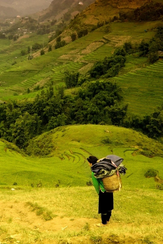 Farmer working a terraced field in the Muong Hoa valley near Sapa