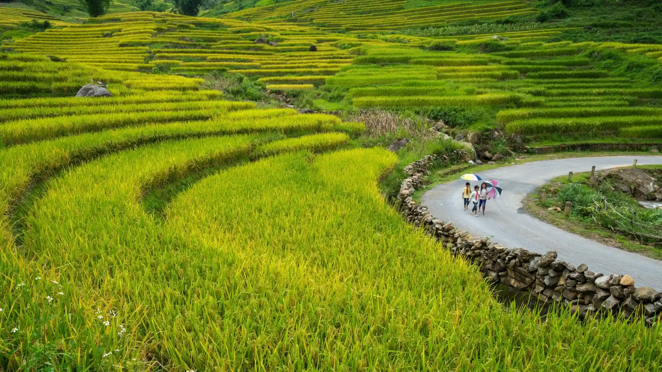 Layered rice terraces filling a valley in Lao Cai province