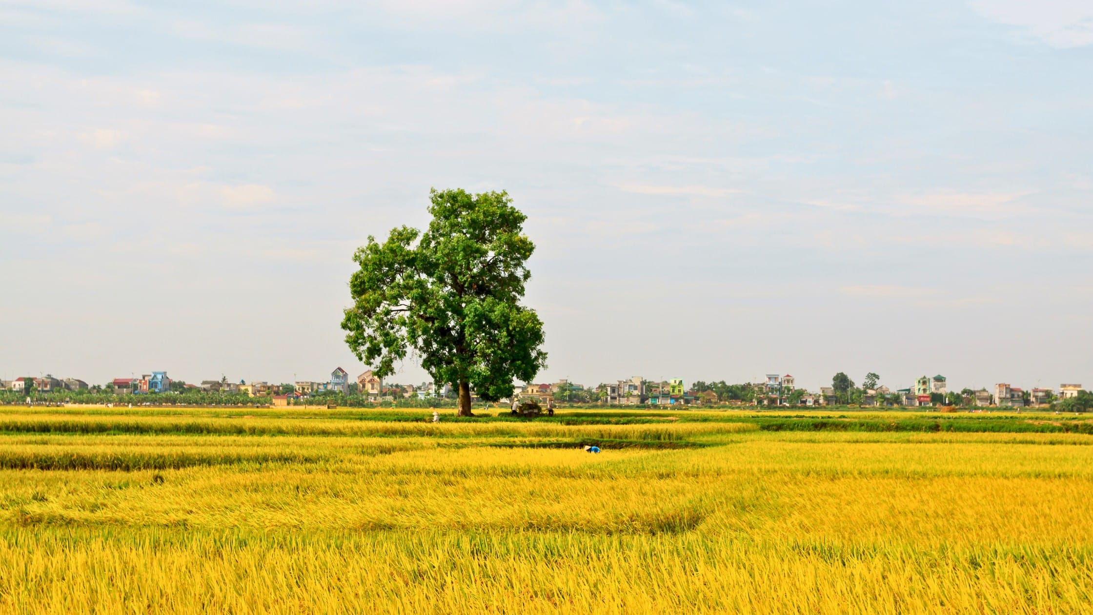 Vegetable beds and flower fields on the dyke land outside Hanoi