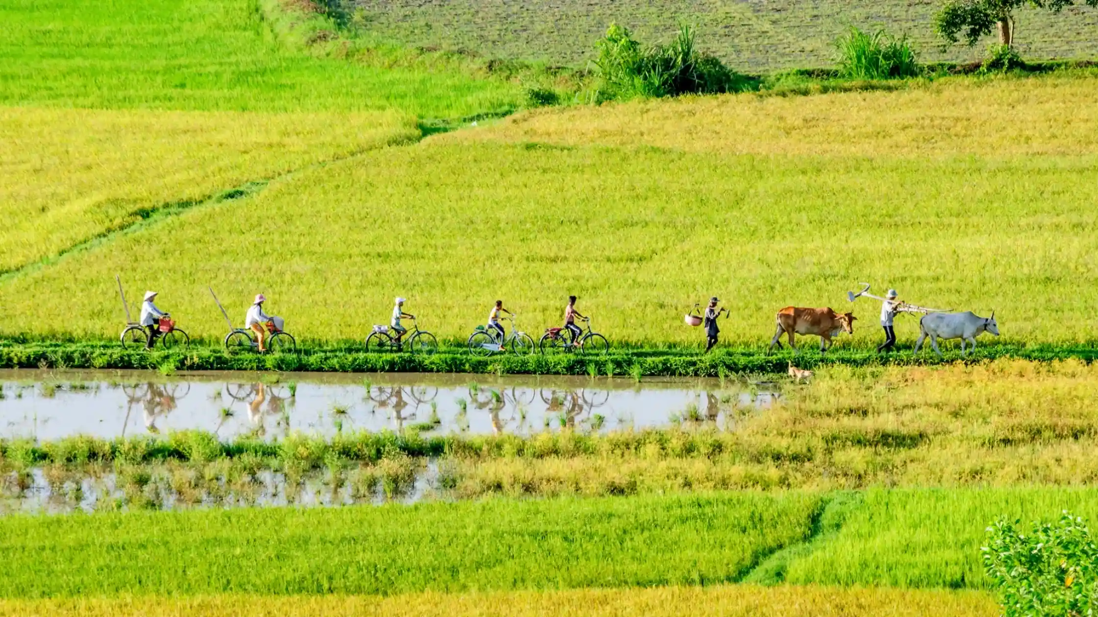 Cyclists on a narrow concrete lane between canals in the Mekong Delta